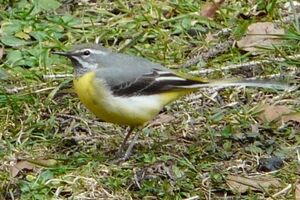 Grey Wagtail