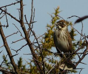 Common Reed Bunting 
&copy; Thomas Roussel
