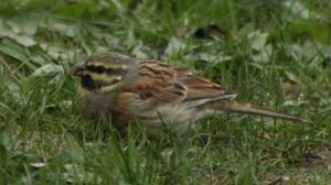 Cirl Bunting