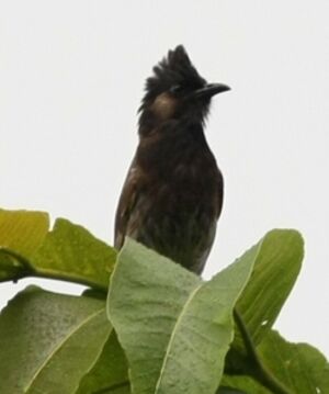 Bulbul à ventre rouge