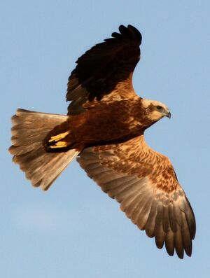 Western Marsh Harrier