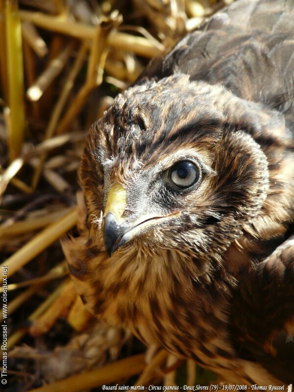 Hen Harrierjuvenile, close-up portrait, Reproduction-nesting