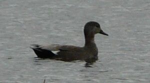 Canard chipeau
