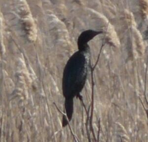 Pygmy Cormorant