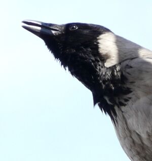 Hooded Crow 
&copy; Thomas Roussel