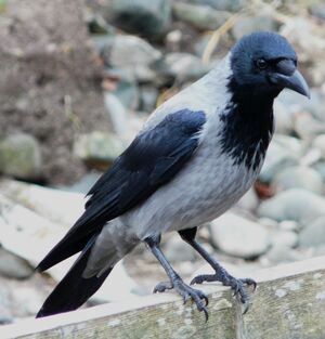 Hooded Crow 
&copy; Thomas Roussel