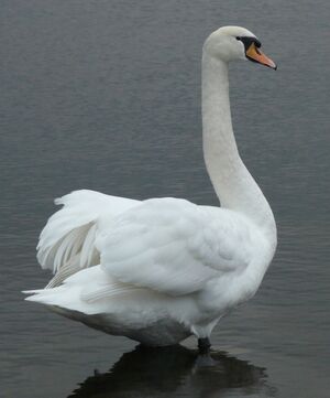 Mute Swan