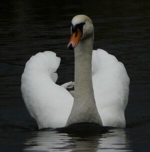 Mute Swan 
&copy; Thomas Roussel