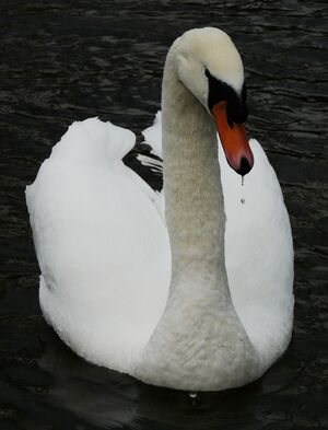 Mute Swan 
&copy; Thomas Roussel