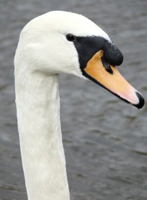 Mute Swan 
&copy; Thomas Roussel