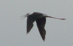 Échasse blanche