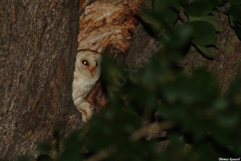 Western Barn Owl, Reproduction-nesting