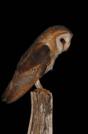 Western Barn Owl