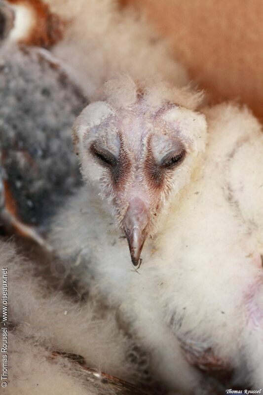 Western Barn Owljuvenile, Reproduction-nesting