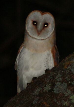 Effraie des clochers 
&copy; Thomas Roussel