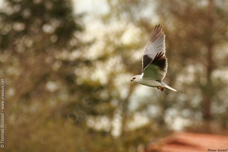Black-winged Kite, Flight