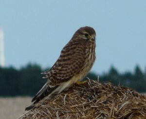 Faucon crécerelle