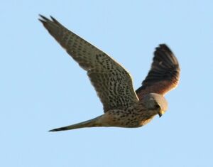 Faucon crécerelle