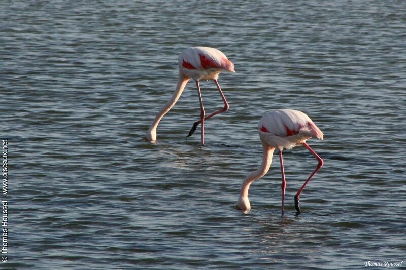 Greater Flamingoadult, feeding habits