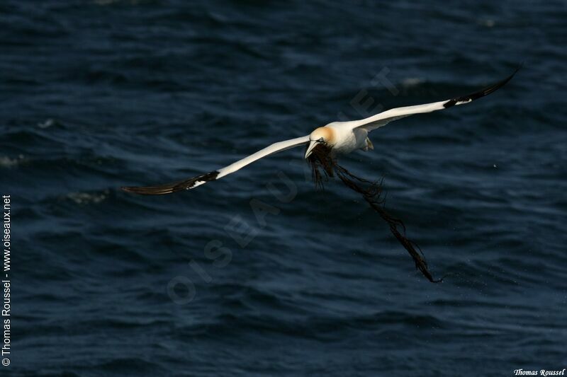 Northern Gannet, Flight, Reproduction-nesting, Behaviour