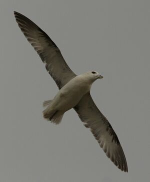 Fulmar boréal