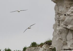 Northern Fulmar