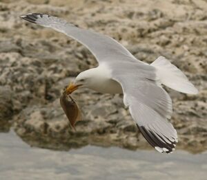 European Herring Gull