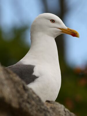 Lesser Black-backed Gull