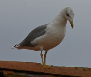 Yellow-legged Gull