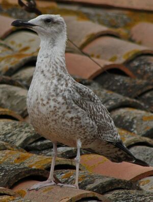 Yellow-legged Gull