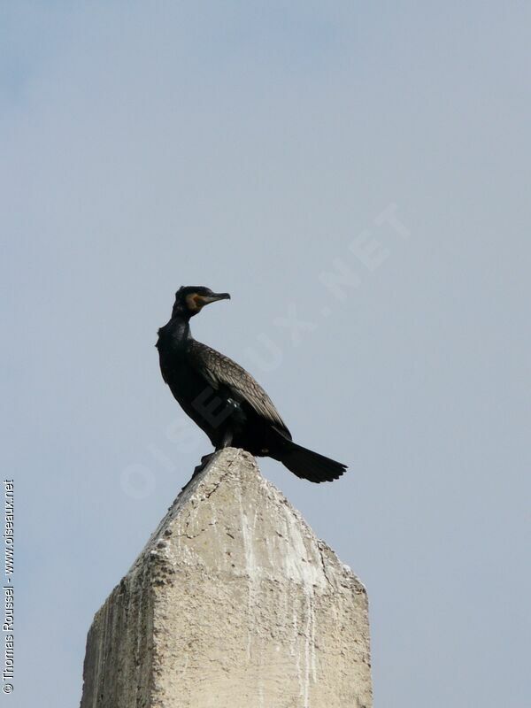 Great Cormorant, identification
