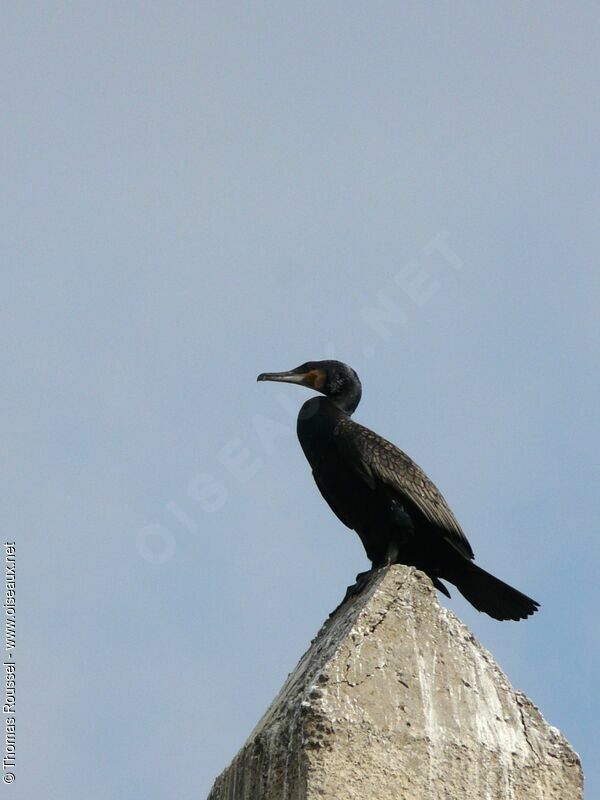 Great Cormorant, identification