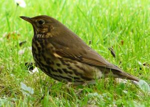 Song Thrush