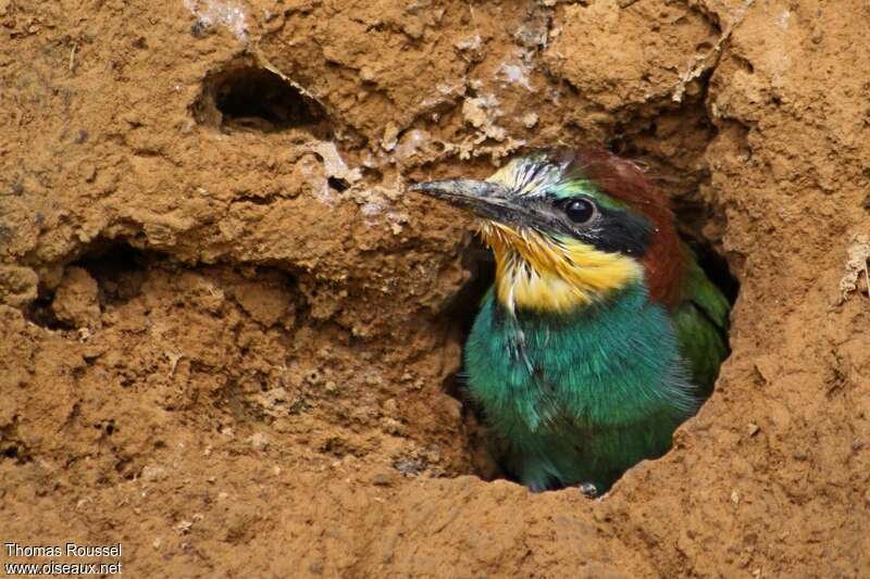 European Bee-eaterjuvenile, identification, Reproduction-nesting
