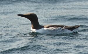 Guillemot de Tro�l