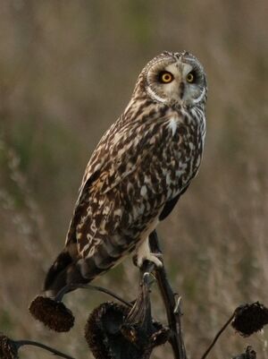 Short-eared Owl 
&copy; Thomas Roussel