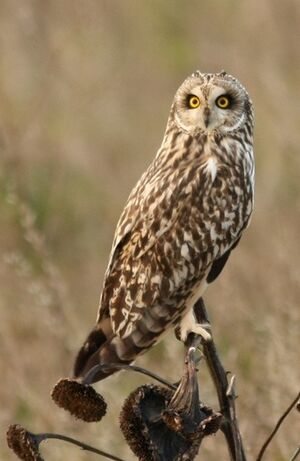 Short-eared Owl 
&copy; Thomas Roussel