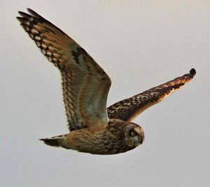 Short-eared Owl 
&copy; Thomas Roussel