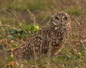 Short-eared Owl 
&copy; Thomas Roussel