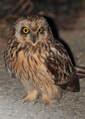 Short-eared Owl 
&copy; Thomas Roussel
