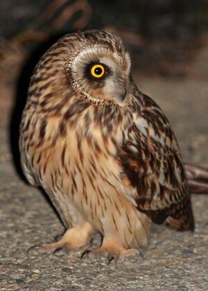 Short-eared Owl 
&copy; Thomas Roussel