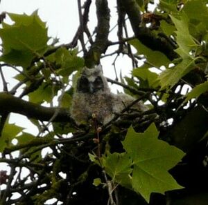 Long-eared Owl