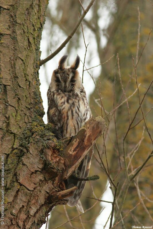 Long-eared Owl male adult, identification