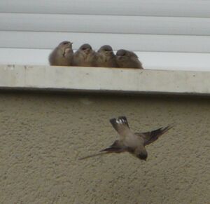 Eurasian Crag Martin