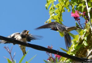 Barn Swallow