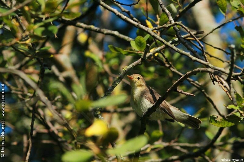 Melodious Warbler, identification