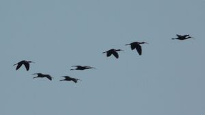 Glossy Ibis