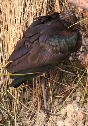 Ibis falcinelle 
&copy; Thomas Roussel
