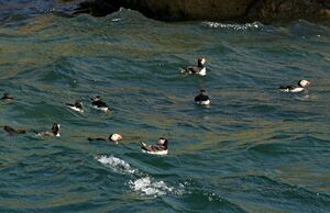 Atlantic Puffin