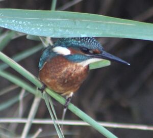 Common Kingfisher